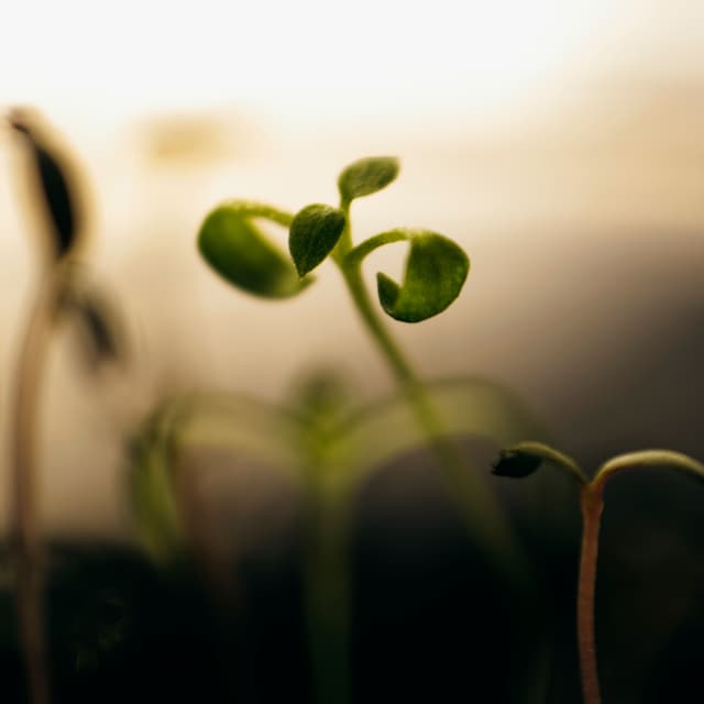 The Seedling at PIKU in Albuquerque, NM